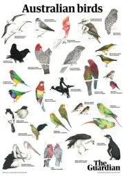 AUSTRALIAN BIRDS SPECIES BIG 420mm poster,BARGAIN,TYPES,COKATOO,BUDGERIGAR 1