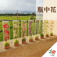 在飛比找PChome24h購物優惠-【極度花燥】瓶中花