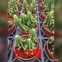 在飛比找Yahoo!奇摩拍賣優惠-花花世界_多肉植物 *仙女閣仙人掌* -神仙堡-萬重山/3吋