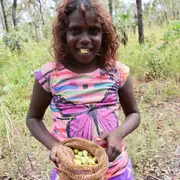 Kakadu Plum Tree - Terminalia ferdinandiana