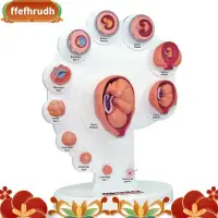 在飛比找蝦皮商城精選優惠-4d人體胚胎發育解剖模型胎兒生長器官教學alpinia拼裝玩