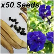 50x Thai Butterfly Pea Seeds Natural Herbs Blue Flower Clitoria Ternatea Double