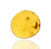 Rare Fungi with Fungus Gnat, Fossil insect inclusion in Burmese Amber