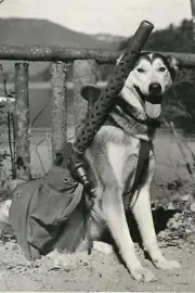 Allied Work Dog being Used to carry 50 Caliber Machine Gun Re-Print 4x6*
