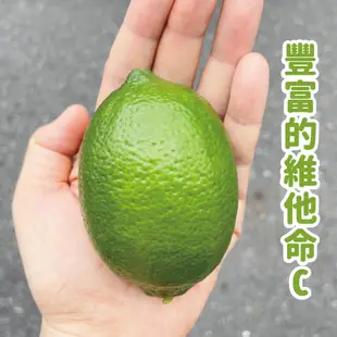 【A級檸檬】屏東A級有籽檸檬 檸檬 產地直送 5斤 (7.2折)