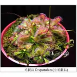 <美心花園> 食蟲植物 毛氈苔 D.SPATULATA(台灣小毛氈苔) 連盆寄送 不脫盆 多顆植於一盆 生態瓶