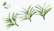 JUNGLE PLANTS MODEL SET 1/35 SCALE (3 PLANTS/1 SET). TPV-117 BASE NOT INCLUDE.