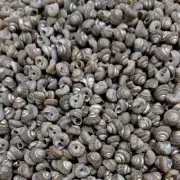 Malabar turbos Sea Shells For Crafts Art Decor Natural Sea Shell approx.390 pcs