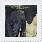 3dRose qs_9879_1 African Elephant Masai Mara National Park Kenya Africa 3-Quilt Square, 10 by 10-Inch