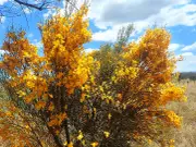 NATIVE BROOM Viminaria juncea seeds *AUSTRALIAN NATIVE*