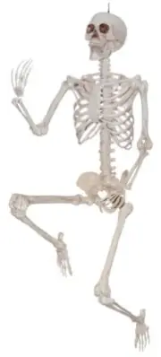 Sunstar Posable Skeleton - 60 Inch, 1 Pack of 1 Piece