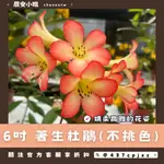 【晨安小姐】6吋 著生杜鵑 (不挑色)｜稀有品種｜觀賞花｜綠化環境｜觀賞