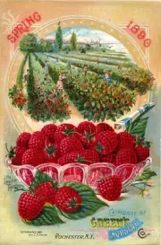 Greens 2 Rochester NY Nursery 1896 Cover Reproduction Giclee Matte Print 11x17