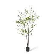 PIERIS Tree Garden Pot