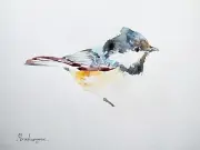 Chikadee, Birds, Watercolor artwork, Handmade, Original painting on paper