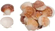 Craft Shells Pecten Pyxiadus Deep and Flat Mixed Bulk Seashells (1 Kilo)