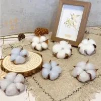 在飛比找蝦皮購物優惠-台灣現貨 💗手工製作乾燥花 彩色棉花頭 棉花花頭 乾燥棉花 