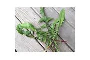 CHICORY 'Italiko Rosso' / Red Dandelion seeds