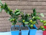 Grafted Dwaf Mandarin Tree (Hickson)