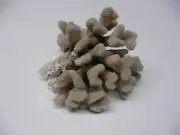 Hawaiian Pacific Ocean Large Natural Real White Cauliflower Coral, 976g, ~1930s