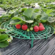 Strawberry Stand Frame Holder Balcony Planting Rack Fruit Support Plant Flower C