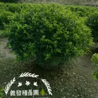 在飛比找蝦皮購物優惠-YF 義發種苗-球型七里香/波波草/細葉