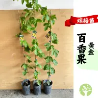 在飛比找蝦皮購物優惠-[農夫世家] 新品種 黃金百香果 嫁接大苗 4.5吋盆 酸度