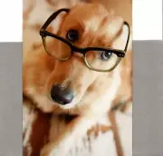 Yellow Lab Labrador In Glasses Blank Inside Hallmark Greeting Card