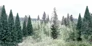 Woodland Scenics ~ Value Trees ~ Blue Spruce~ 4" to 6" ~ 13 Pieces ~ TR1588