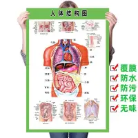 在飛比找蝦皮購物優惠-爆款*熱賣#人體內臟結構圖全身人體器官消化系統示意圖內臟解剖
