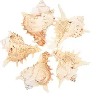 Levemolo 5pcs Garden Decor Fish Tank Decoration Beach Decorations for Home Desktop Decoration Home Decoration Beach Party Decoration Conch Seashell Decoration Fish Tank Ornament Conch Decor