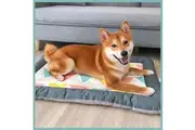 Dog Self Cooling Mat Cushion