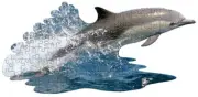 Jigsaw Puzzle Animal Fish Dolphin Freeform shaped 100 piece NEW 19" x 40"