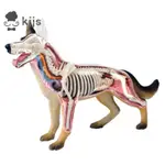 動物器官解剖模型4D狗智力拼裝玩具教學解剖模型DIY科普器具