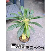 在飛比找蝦皮購物優惠-索島巨琉桑/巨大琉桑/植物愛好者/玩家級收藏/油亮葉片/特色