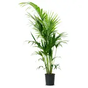 HOWEA FORSTERIANA potted plant, Kentia palm, 25 cm