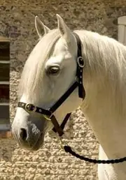 Horses Nylon Head Collar Black/Red Pony