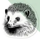 'Hedgehog' Clear Decal Stickers (DC042619)
