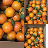 在飛比找蝦皮購物優惠-桶柑 橘子 無籽桶柑一件10斤