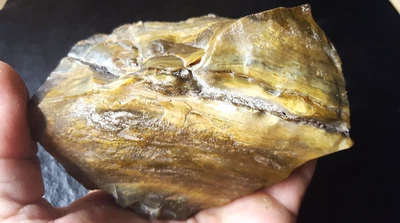 Arizona Petrified Wood Rock Mineral Specimen