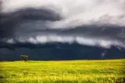 Storm Photography Print - Picture of Thunderstorm and Lone Tree in Nebraska