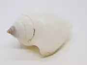 Marginella Cryptospira White sea snail Sea shell Shellfish Marine