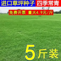 在飛比找蝦皮購物優惠-【沐園】草坪種子草籽四季常青綠化狗牙根馬尼拉黑麥草護坡草皮草