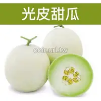 在飛比找蝦皮購物優惠-【現貨】【全館590免運】光皮甜瓜種子 Melon 甜瓜 美