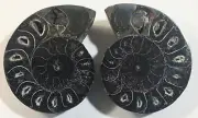 Split & Polished Black Ammonite Fossil Pair w/ Calcite Chambers 103.5g #3
