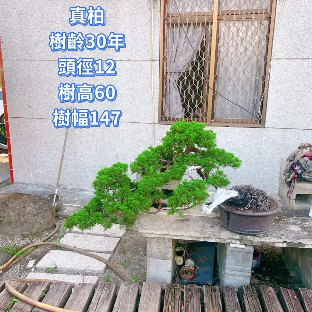 真柏盆栽價格的優惠比較- 2026年07月|飛比價格