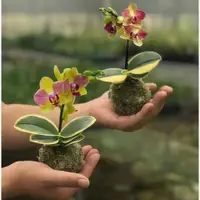 在飛比找蝦皮購物優惠-新款微型苔蘚玉迷你矮種金邊金葉咖啡蝴蝶蘭好養室內客廳花卉微型