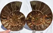 Pair Ammonite MultiColor Crystals 184mm XXLG 7.2" Dinosaur FOSSIL 110myo 2719xx