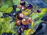 Tile Mural Backsplash McCrea Ceramic Grape Vine Fruit Art DMA052