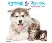 Kittens Puppies 2022 Wall Calendar by Willow Creek Press